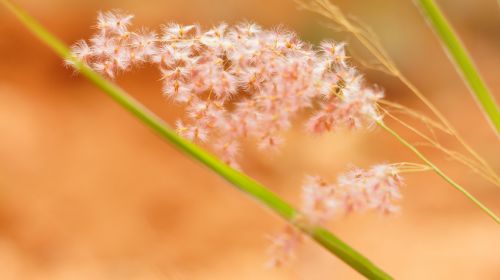 flower grass pink