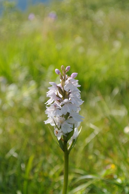 flower  nature  summer