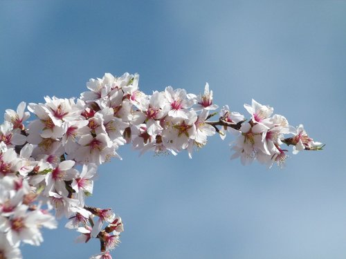 flower  almond tree  flowering