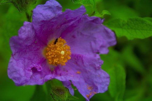 flower  insect  nature