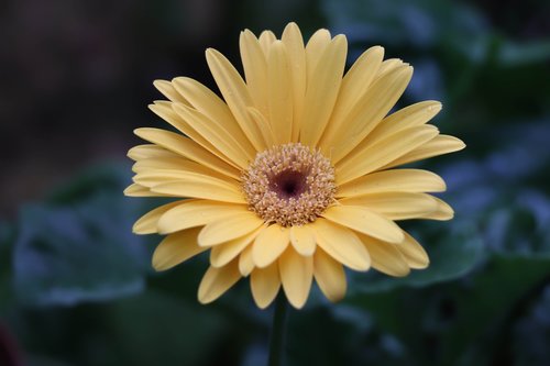 flower  gerbera  yellow