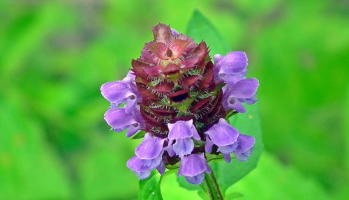 flower  grasshopper  blue