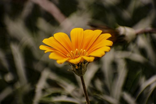 flower  nature  spring