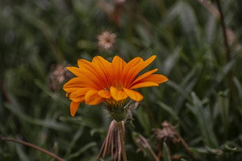 flower  nature  spring