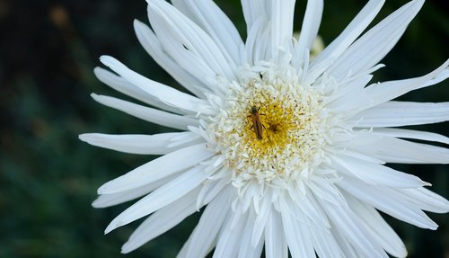 flower  marguerite  white