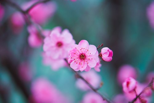 flower  peach blossom  pink