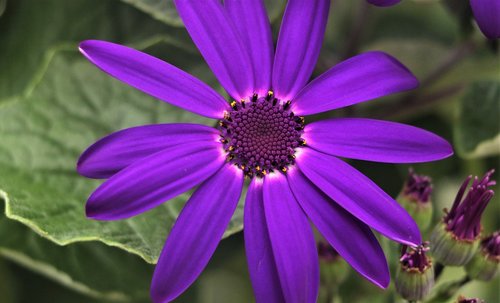 flower  flowering  purple flower