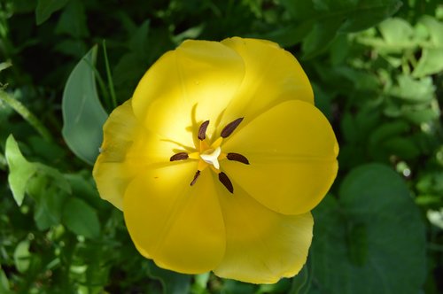 flower  tulip  macro