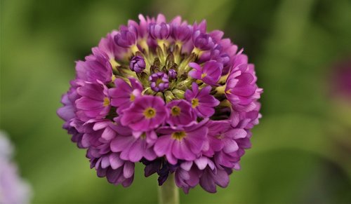 flower  pink  plant