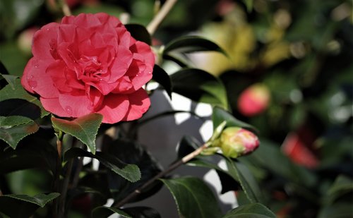 flower  rose  red rose