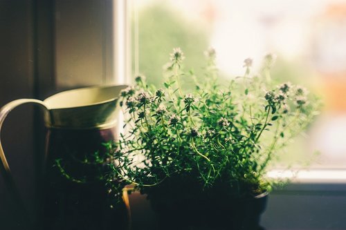 flower  window  house