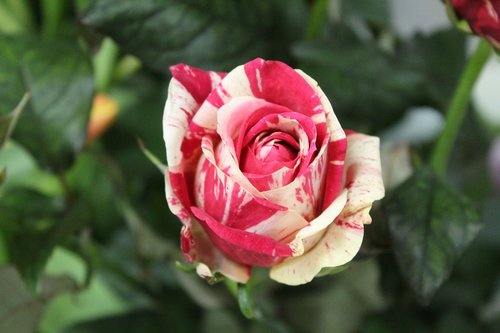 flower  red  rosa