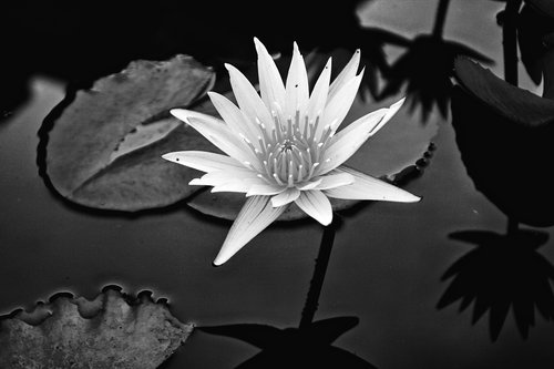flower  lily  water lily