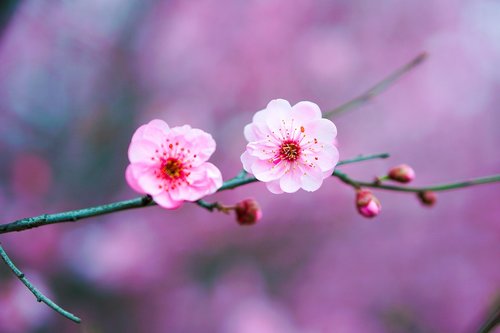 flower  peach blossom  pink