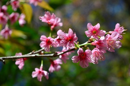 flower  flowers  nature