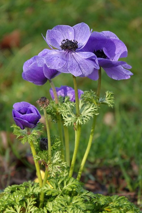 flower  purple  close up