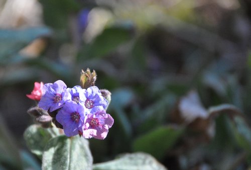 flower  spring  plant