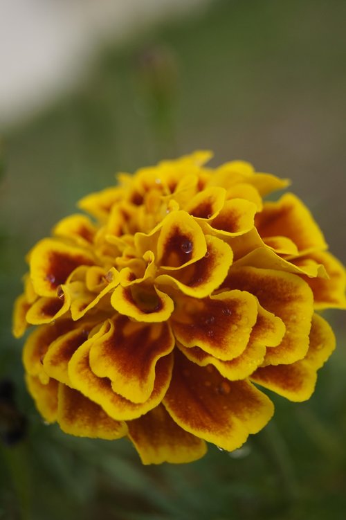 flower  plant  leaves