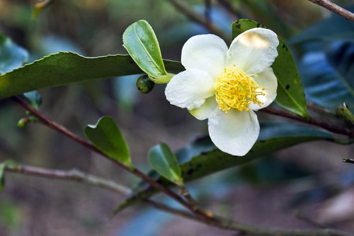 flower  tea flower  white flower