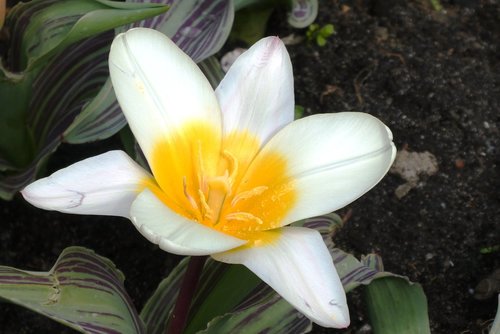 flower  tulip  white
