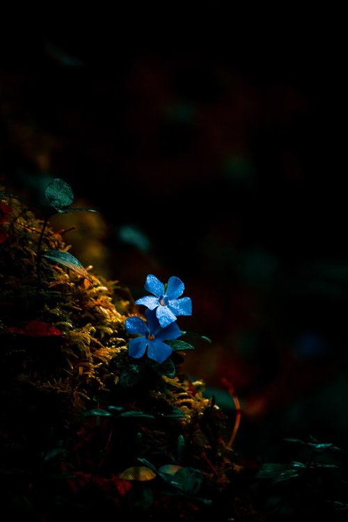 flower  nature  blue