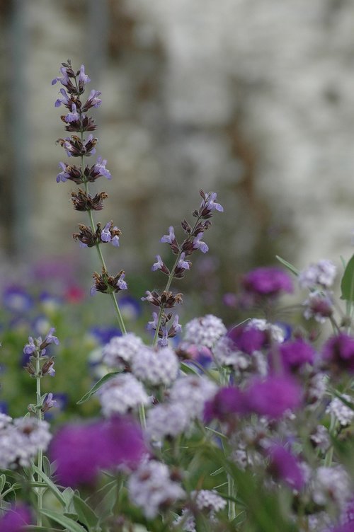 flower  color  lavender