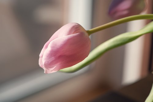 flower  tulip  pink