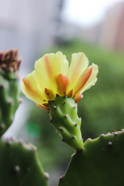 flower  cactus  flora