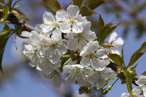 flower  blossom  bloom