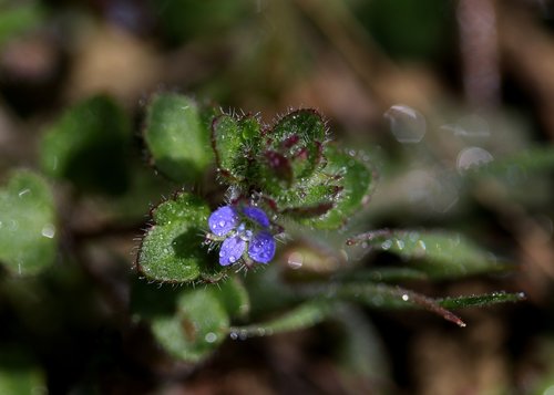 flower  blue  violet