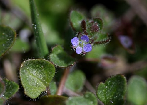 flower  blue  violet