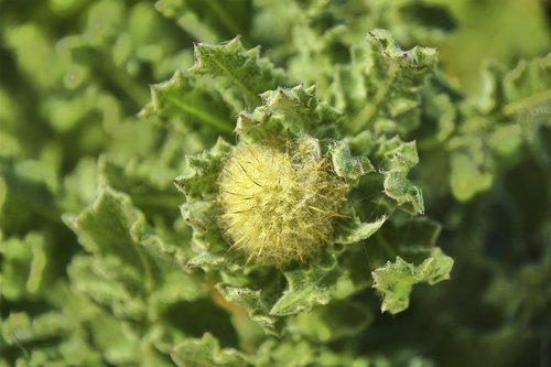 flower  garden  plant