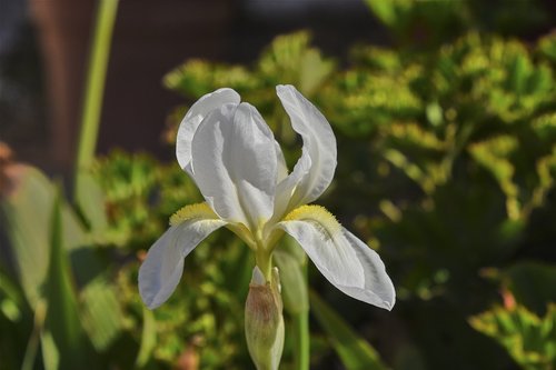 flower  garden  plant