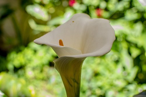 flower  nature  flowers