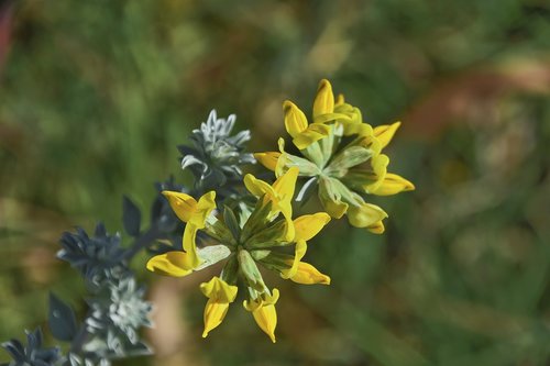 flower  garden  plant