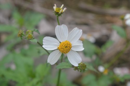 flower  white  yellow