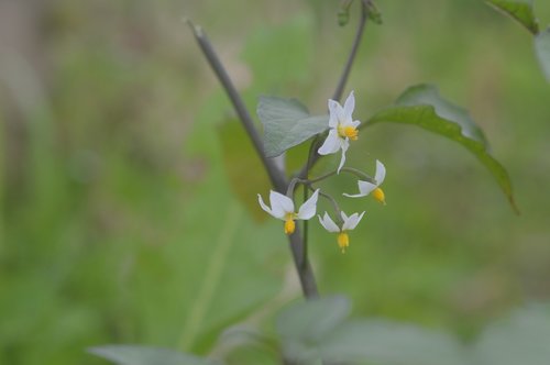 flower  green  petal