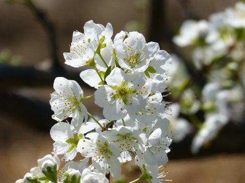 flower  cherry  flowering tree