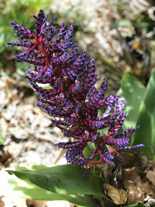 flower  nature  hervey bay