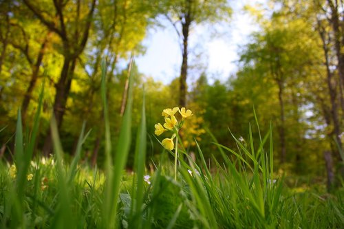 flower  cowslip  bloom