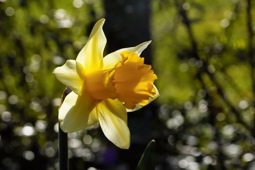 flower  daffodil  narcissus
