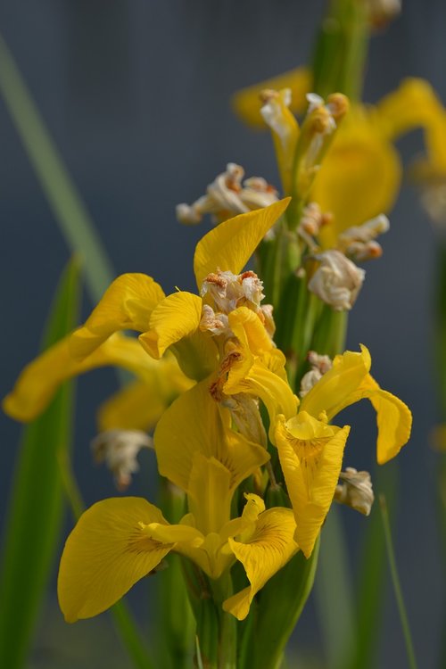 flower  yellow  spring