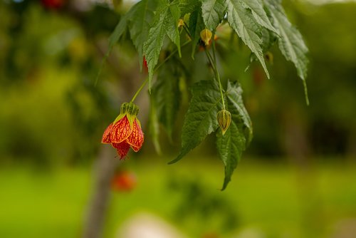 flower  nature  petals