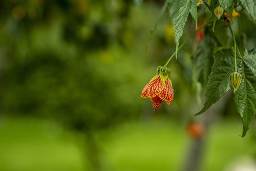 flower  nature  petals