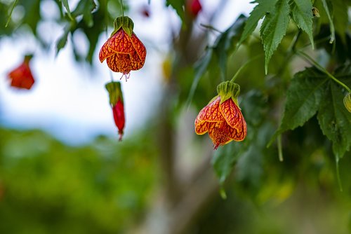 flower  nature  petals