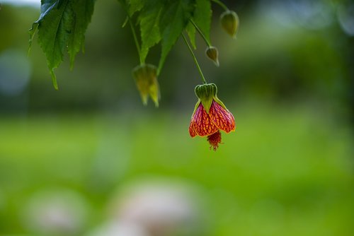 flower  nature  petals