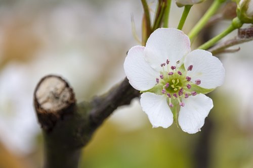 flower  pear  foliage