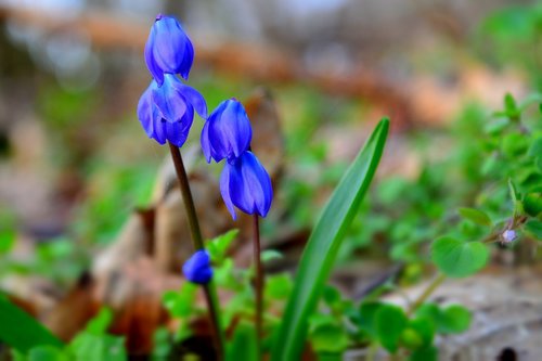 flower  scilla  forest flower