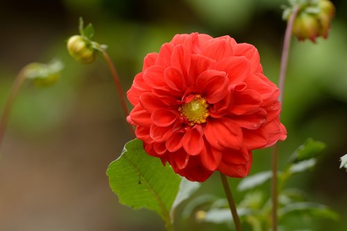 flower  red  nature