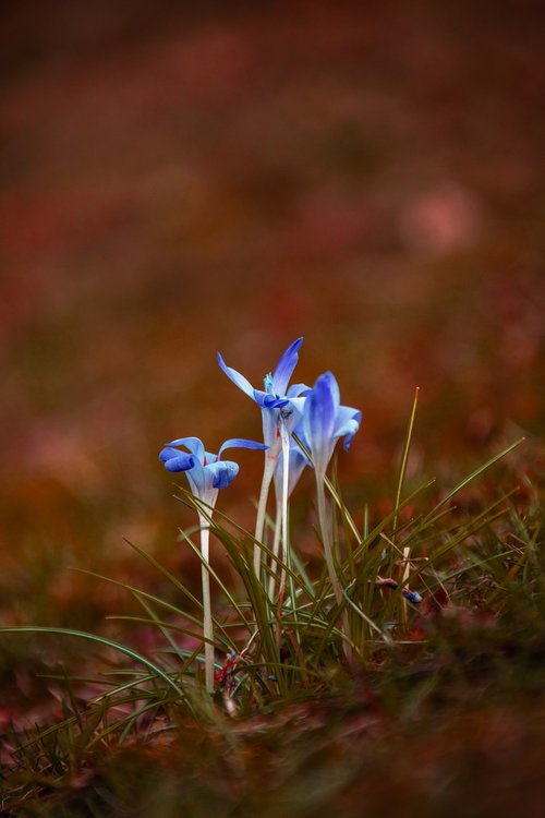 flower  meadow  nature